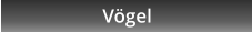 Vgel